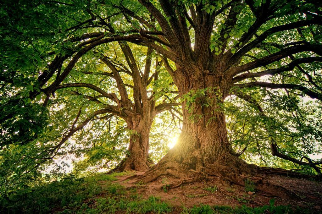 Unleashing your inner strength: learning from trees to develop character and tenacity